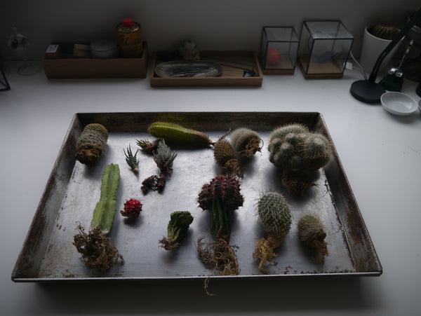 10¹² TERRA Hydro 140:80 Copper Terrarium