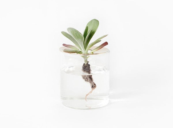 10¹² TERRA large vision glass with hand hammered brass lid